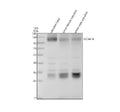 Anti-Zebrafish SLC4A1A Antibody Picoband®