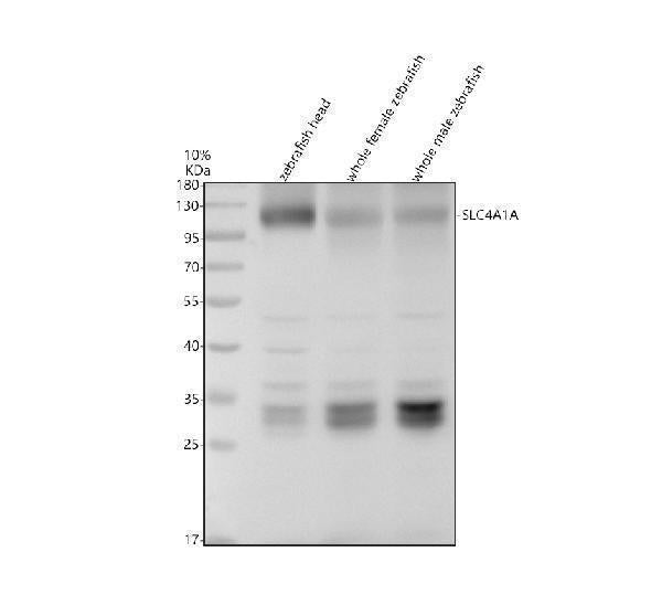 Anti-Zebrafish SLC4A1A Antibody Picoband®