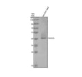 Anti-Zebrafish TGFB1A Antibody Picoband®