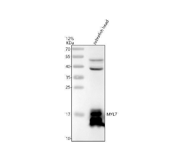 Anti-Zebrafish MYL7 Antibody Picoband®