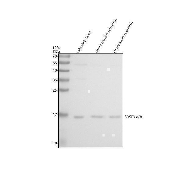Anti-Zebrafish SRSF3a/b Antibody Picoband®