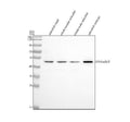 Anti-Zebrafish EIF4A1a/b/2 Antibody Picoband®