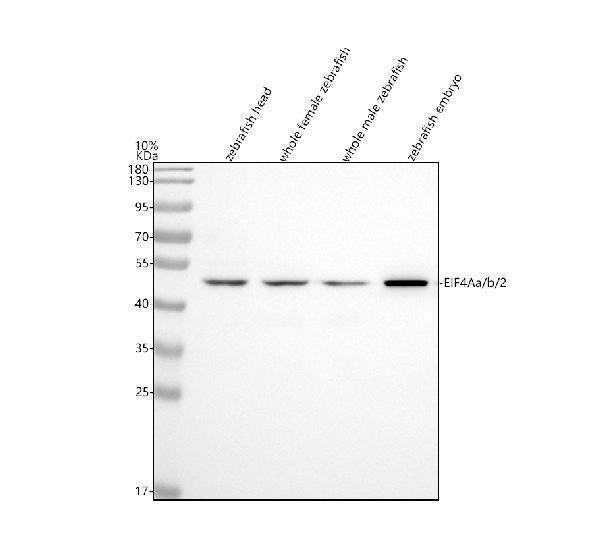 Anti-Zebrafish EIF4A1a/b/2 Antibody Picoband®