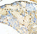 Anti-Zebrafish NOL10 Antibody