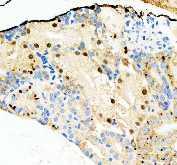 Anti-Zebrafish NOL10 Antibody