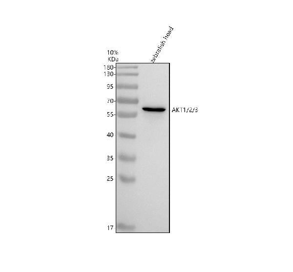 Anti-Zebrafish AKT1/2/3 Antibody Picoband®