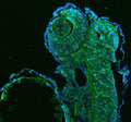 Anti-Zebrafish HSP60/HSPD1 Antibody Picoband®