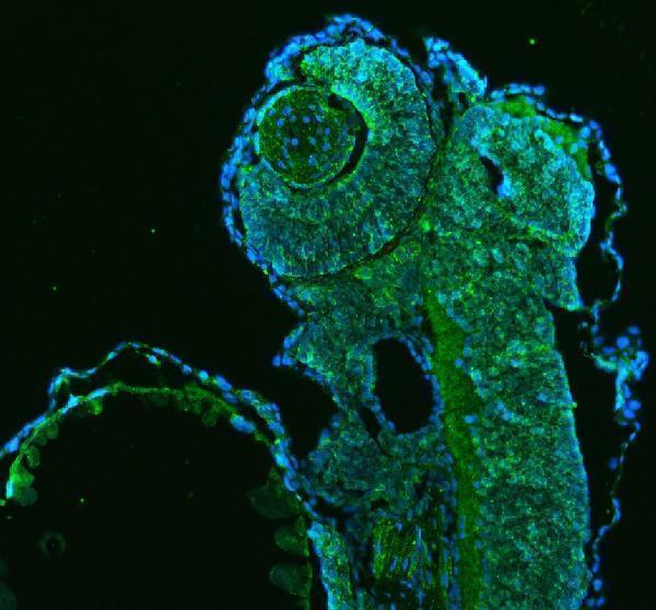 Anti-Zebrafish HSP60/HSPD1 Antibody Picoband®