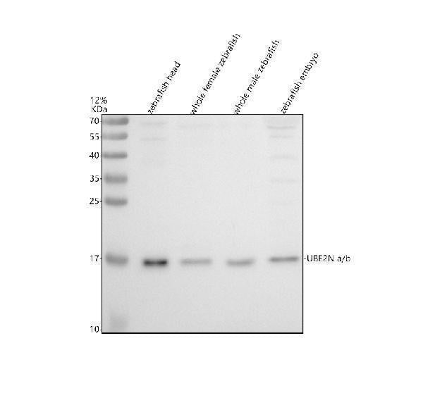Anti-Zebrafish UBE2Na/b Antibody Picoband®