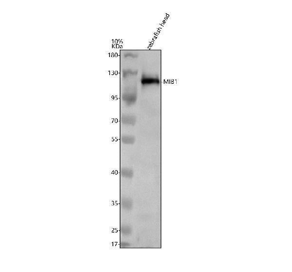 Anti-Zebrafish MIB1 Antibody Picoband®