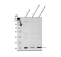 Anti-Zebrafish EMX1 Antibody Picoband®