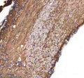 Anti-Zebrafish CXCL12A/B Antibody