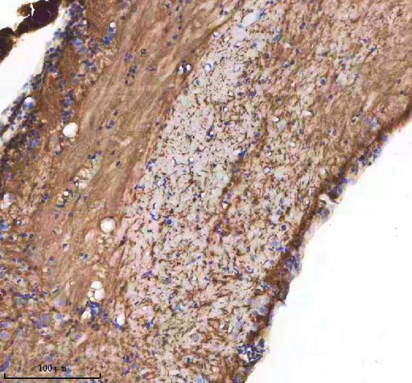 Anti-Zebrafish CXCL12A/B Antibody