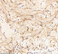 Anti-Zebrafish PA2G4a/b Antibody