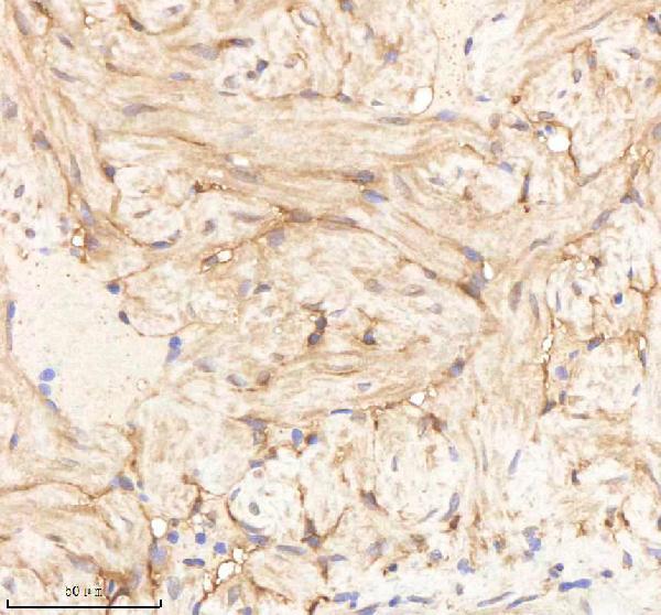 Anti-Zebrafish PA2G4a/b Antibody
