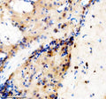 Anti-Zebrafish TBX1 Antibody