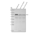 Anti-Zebrafish COX-1/Cyclooxygenase-1/PTGS1 Antibody Picoband®