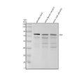 Anti-Zebrafish MXA Antibody Picoband®