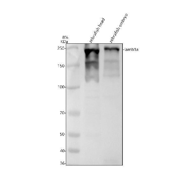 Anti-Zebrafish LAMB1A Antibody Picoband®
