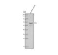 Anti-Zebrafish p63/TP63 Antibody Picoband®