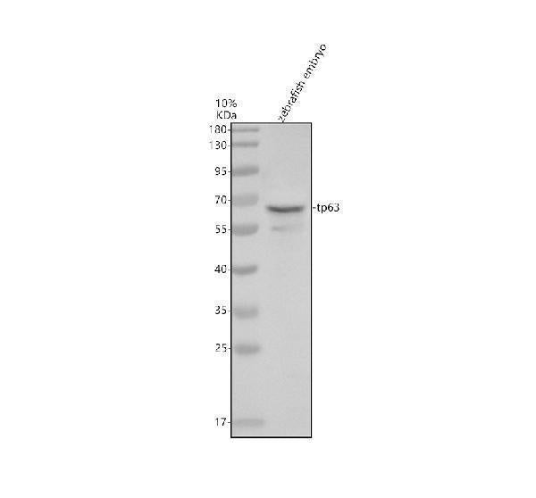 Anti-Zebrafish p63/TP63 Antibody Picoband®