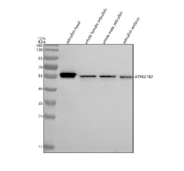 Anti-Zebrafish ATP6V1B2 Antibody Picoband®