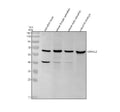 Anti-Zebrafish VANGL2 Antibody Picoband®