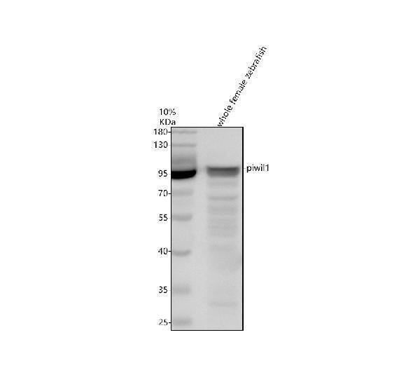 Anti-Zebrafish PIWIL1 Antibody Picoband®