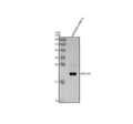 Anti-Zebrafish ASCL1A Antibody Picoband®