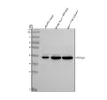 Anti-Zebrafish PAX2a/b Antibody Picoband®