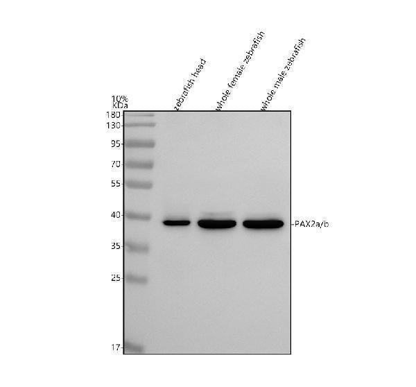 Anti-Zebrafish PAX2a/b Antibody Picoband®