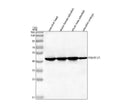 Anti-Zebrafish POU5F1/3 Antibody Picoband®