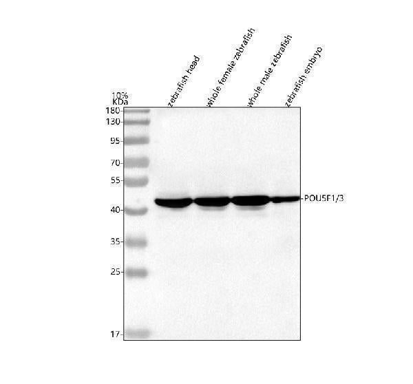 Anti-Zebrafish POU5F1/3 Antibody Picoband®