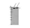Anti-Zebrafish N-Cadherin/CDH2 Antibody Picoband®