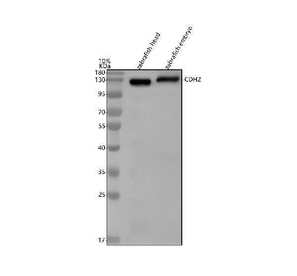 Anti-Zebrafish N-Cadherin/CDH2 Antibody Picoband®