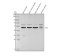 Anti-Zebrafish LHX3 Antibody Picoband®