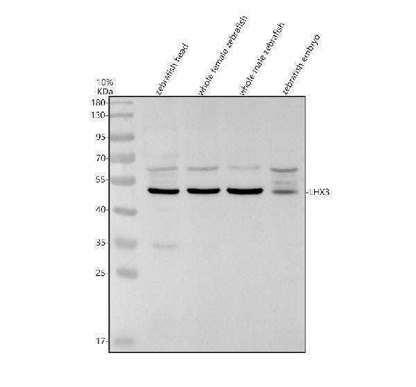 Anti-Zebrafish LHX3 Antibody Picoband®