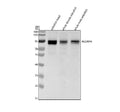 Anti-Zebrafish ALCAMA Antibody Picoband®