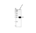 Anti-Zebrafish NOTO Antibody Picoband®