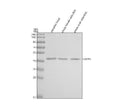 Anti-Zebrafish GAP43 Antibody Picoband®