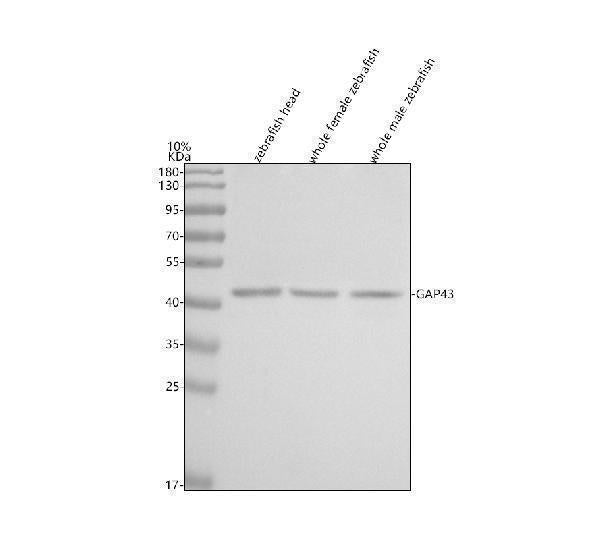 Anti-Zebrafish GAP43 Antibody Picoband®