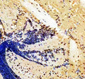 Anti-Zebrafish HER4(1+2+3+5) Antibody