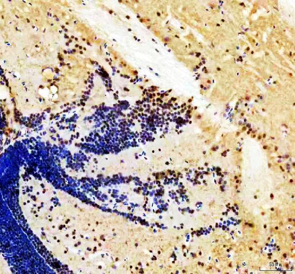 Anti-Zebrafish HER4(1+2+3+5) Antibody