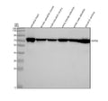 Anti-Zebrafish HSC70/HSPA8 Antibody Picoband®