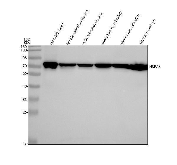 Anti-Zebrafish HSC70/HSPA8 Antibody Picoband®