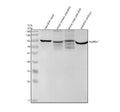 Anti-Zebrafish HSP90A Antibody Picoband®