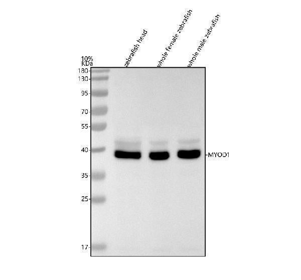 Anti-Zebrafish MYOD1 Antibody Picoband®