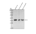 Anti-Zebrafish NKX2.2A Antibody Picoband®