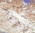 Anti-Zebrafish IGF1 Antibody