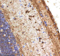 Anti-Zebrafish NANOS3 Antibody